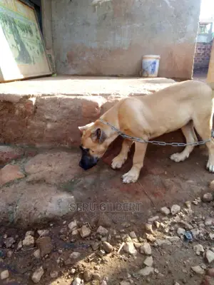 1-3 months Female Purebred Boerboel