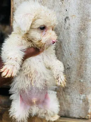 1-3 months Male Purebred Maltese