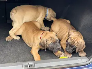 1-3 months Male Purebred Boerboel