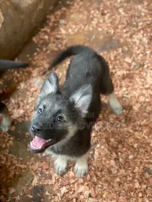 1-3 months Male Purebred German Shepherd