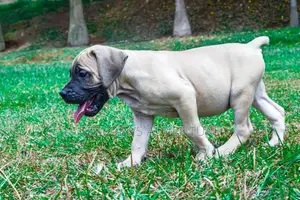 1-3 months Female Purebred Boerboel