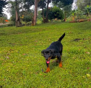 3-6 months Female Purebred Rottweiler