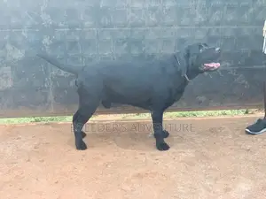 1-3 months Male Purebred Labrador Retriever