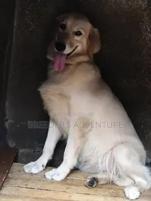 3-6 months Female Purebred Golden Retriever