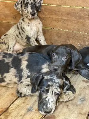 1-3 months Female Purebred Great Dane