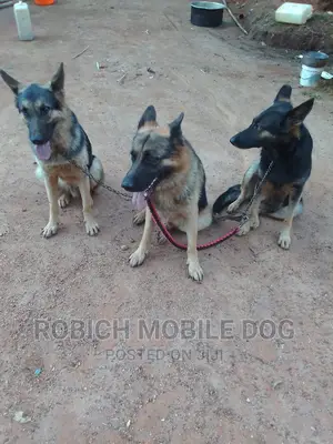 Dogs and Puppies Trainer