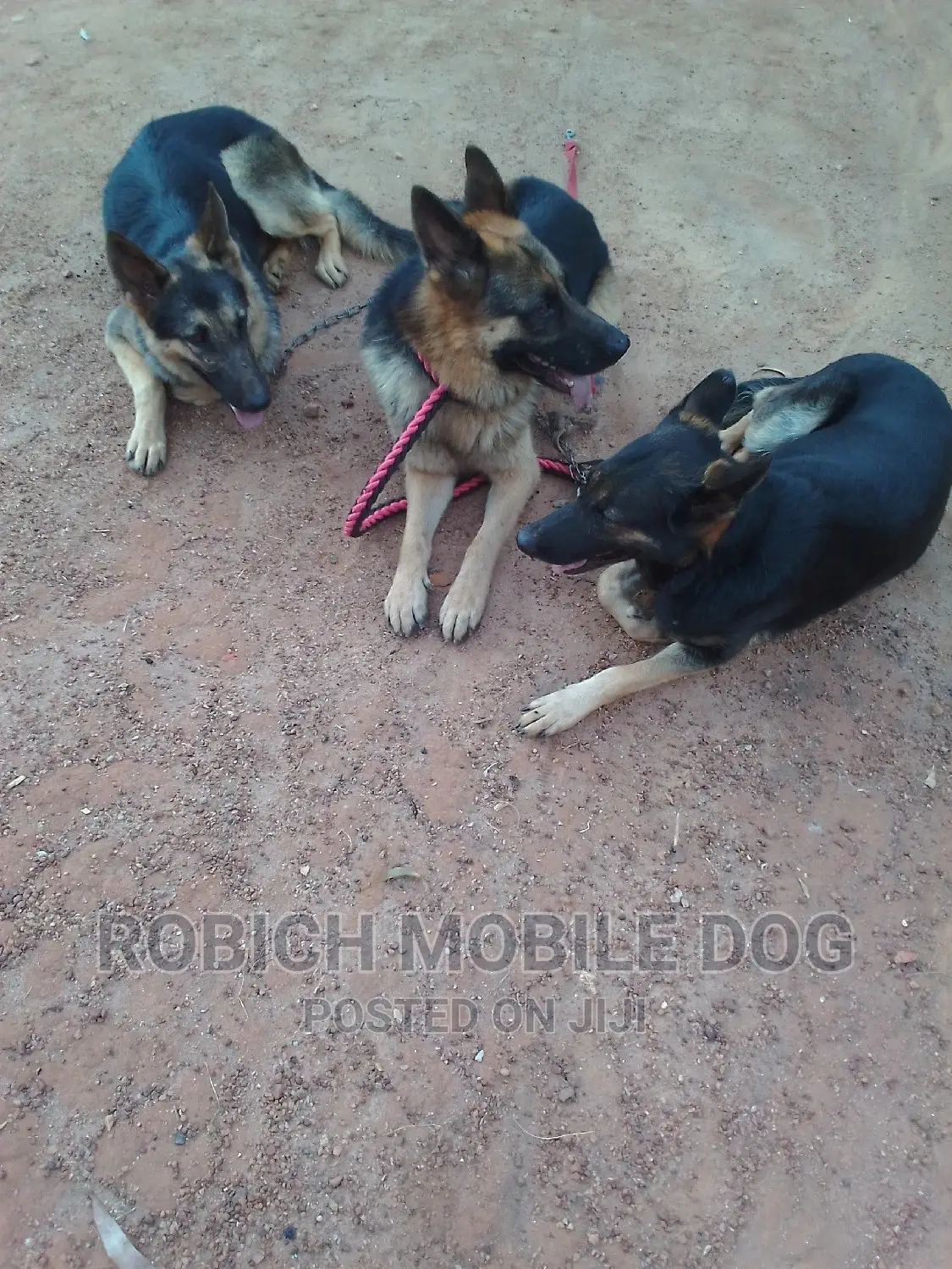 Dogs and Puppies Trainer