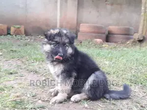 Dogs and Puppies Trainer