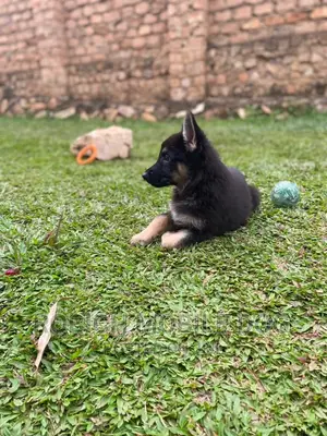 Dogs and Puppies Trainer