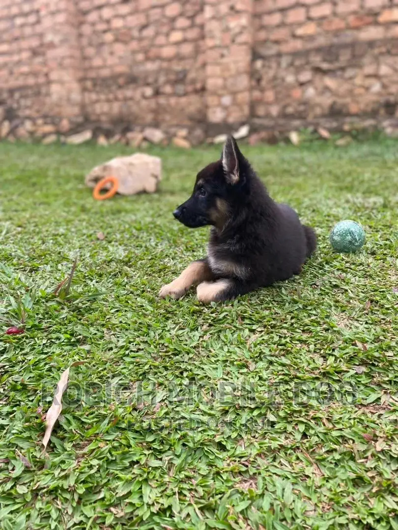 Dogs and Puppies Trainer