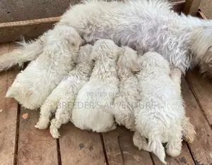 1-3 months Male Purebred Maltese