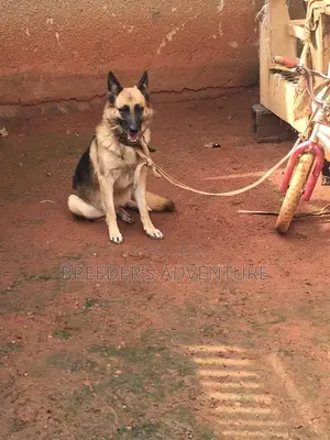 6-12 months Female Purebred German Shepherd