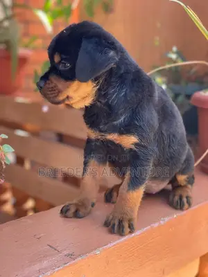 1-3 months Male Purebred Rottweiler