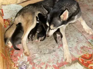 0-1 month Male Purebred Siberian Husky