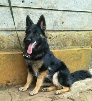 6-12 months Male Purebred German Shepherd