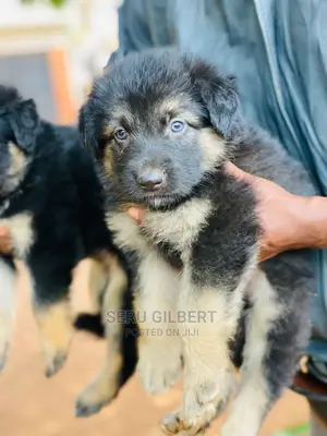0-1 month Male Purebred German Shepherd