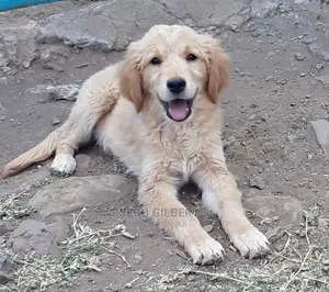 1-3 months Male Purebred Golden Retriever
