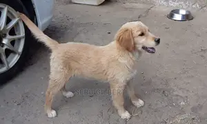 3-6 months Male Purebred Golden Retriever