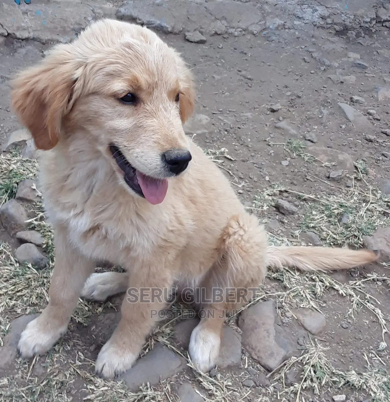 1-3 months Male Purebred Golden Retriever