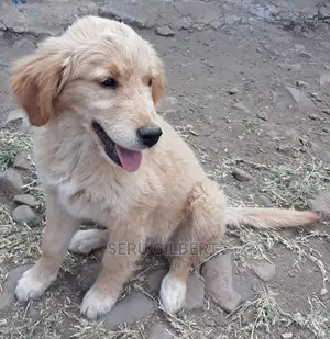 1-3 months Male Purebred Golden Retriever