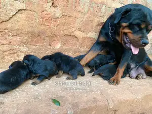 0-1 month Male Purebred Rottweiler