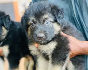 1-3 months Male Purebred German Shepherd