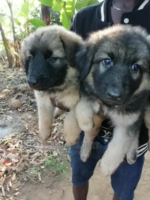 3-6 months Male Purebred German Shepherd