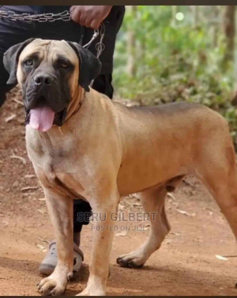 3-6 months Male Purebred Boerboel