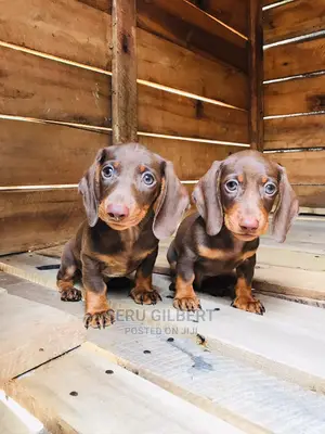 1-3 months Male Purebred Dachshund