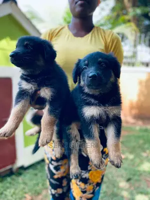 1-3 months Male Purebred German Shepherd