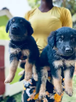 1-3 months Male Purebred German Shepherd