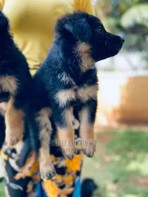 0-1 month Female Purebred German Shepherd