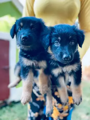 3-6 months Male Purebred German Shepherd