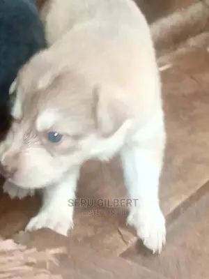 0-1 month Male Purebred Siberian Husky