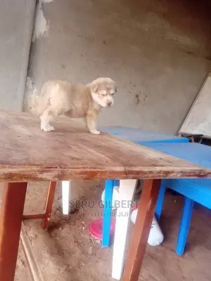 1-3 months Female Purebred Siberian Husky