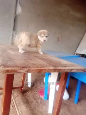 1-3 months Male Purebred Siberian Husky