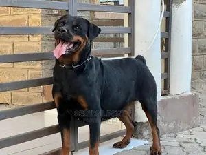 6-12 months Female Purebred Rottweiler