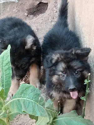 0-1 month Male Purebred German Shepherd