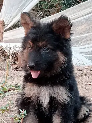 1-3 months Male Purebred German Shepherd