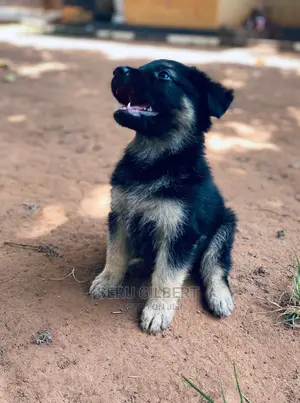 1-3 months Male Purebred German Shepherd