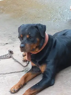 6-12 months Male Purebred Rottweiler