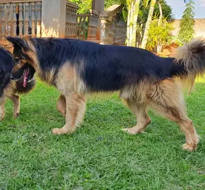 1-3 months Male Purebred German Shepherd