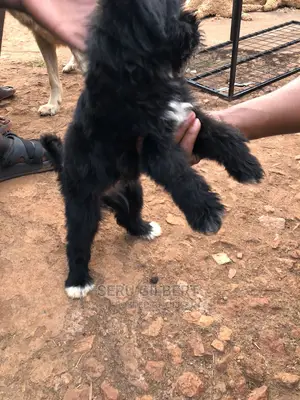 0-1 month Male Purebred Maltese