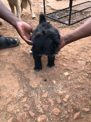 1-3 months Male Purebred Maltese