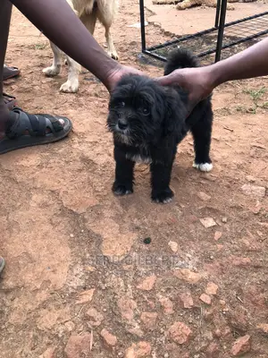 1-3 months Male Purebred Maltese