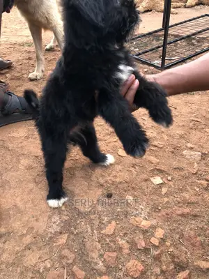 1-3 months Male Purebred Maltese