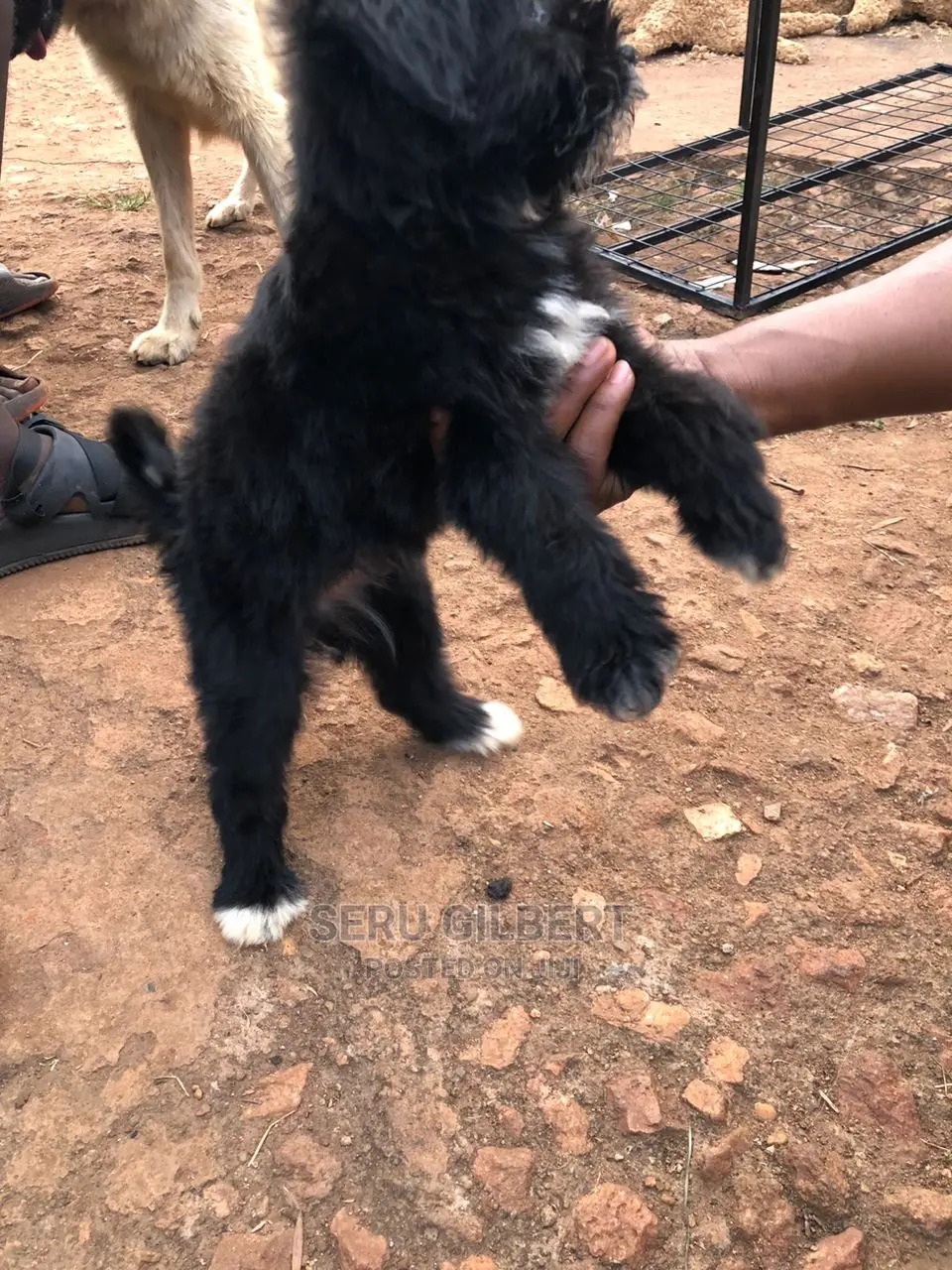 1-3 months Male Purebred Maltese