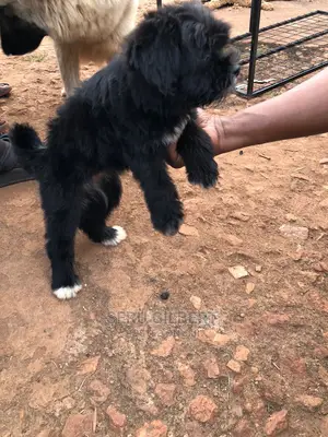 6-12 months Male Purebred Maltese