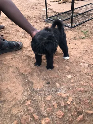 3-6 months Male Purebred Maltese