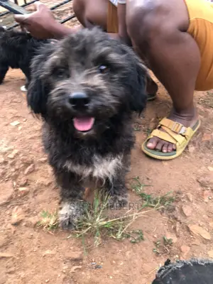 3-6 months Male Purebred Maltese